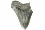 Partial, Fossil Megalodon Tooth - South Carolina #168337-1